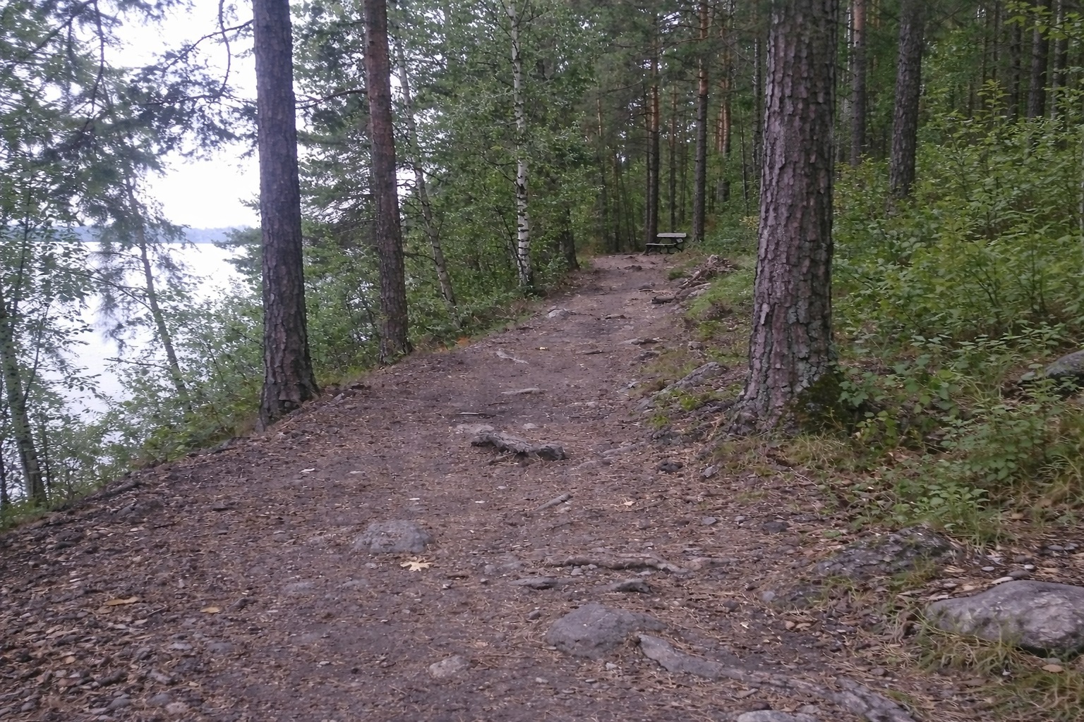 Pyynikin harjun metsäpolku keväisessä auringonpaisteessa Tampereella
